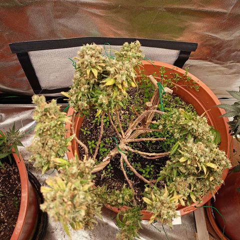 Shogun Rege growlog timeline photo