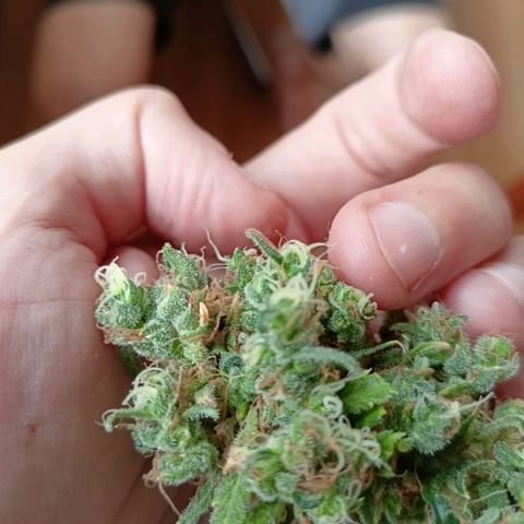 Shogun Rege growlog timeline photo