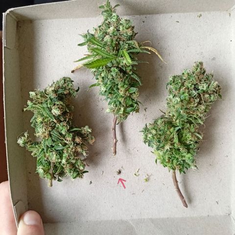 Shogun Rege growlog timeline photo