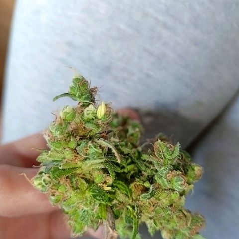 Shogun Rege growlog timeline photo