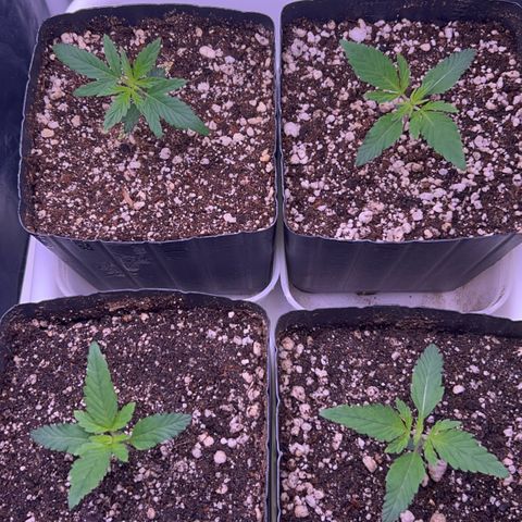 24K 02 #2 growlog timeline photo