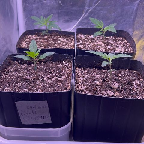 24K 02 #2 growlog timeline photo
