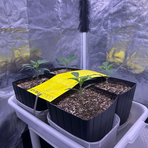 24K 02 #2 growlog photo: 27/06 - 11h 
13/07 - 23 dias de vida 