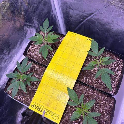24K 02 #2 growlog photo: 27/06 - 11h 
13/07 - 23 dias de vida 