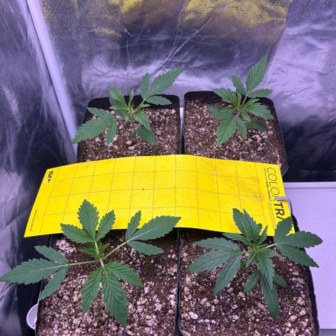 24K 02 #2 growlog photo: 16 dias de vida 