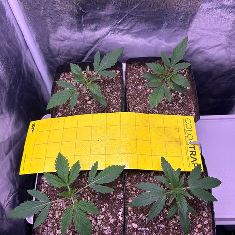 24K 02 #2 growlog photo: 16 dias de vida 