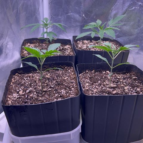 24K 02 #2 growlog photo: 16 dias de vida 