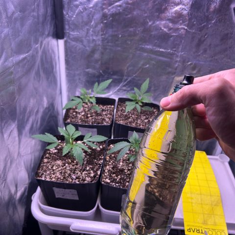 24K 02 #2 growlog photo: 16 dias de vida 
