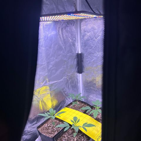 24K 02 #2 growlog timeline photo