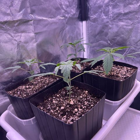 24K 02 #2 growlog timeline photo