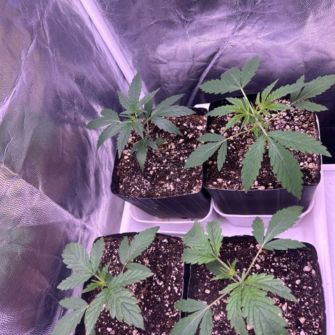 24K 02 #2 growlog timeline photo