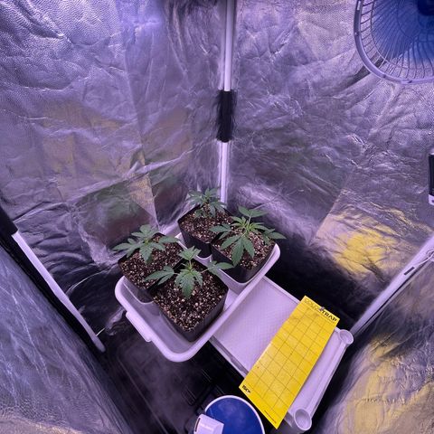 24K 02 #2 growlog timeline photo