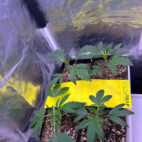 24K 02 #2 growlog photo: Pós rega 500ml 600PPM