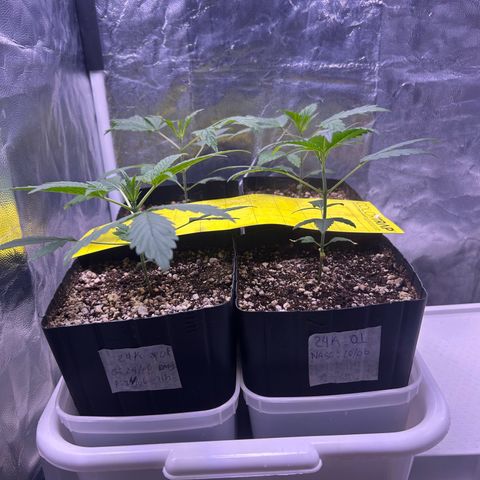 24K 02 #2 growlog photo: Pós rega 500ml 600PPM