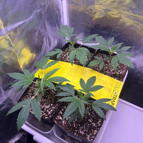 24K 02 #2 growlog photo: Pós rega 500ml 600PPM