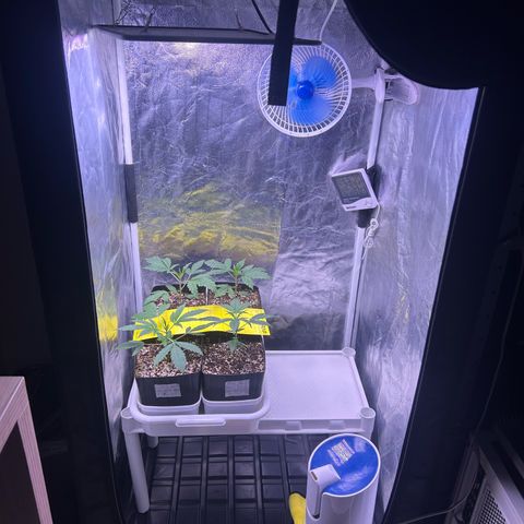 24K 02 #2 growlog photo: Pós rega 500ml 600PPM