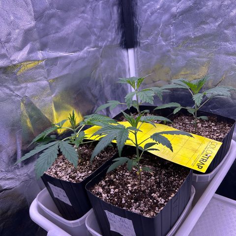24K 02 #2 growlog photo: Pós rega 500ml 600PPM