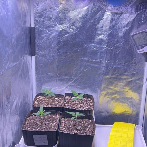 24K 02 #2 growlog timeline photo