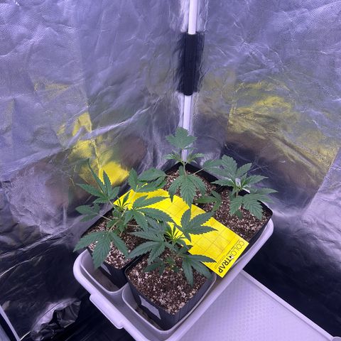 24K 02 #2 growlog photo: Pela manhã 9h 