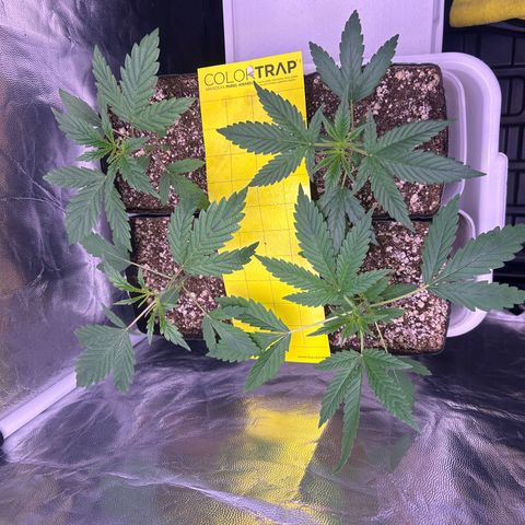 24K 02 #2 growlog photo: Pela manhã 9h 
