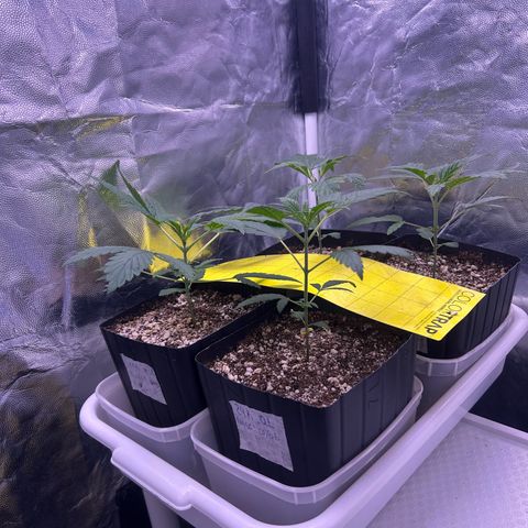 24K 02 #2 growlog photo: Pela manhã 9h 