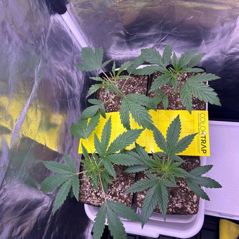 24K 02 #2 growlog photo: Antes da rega 