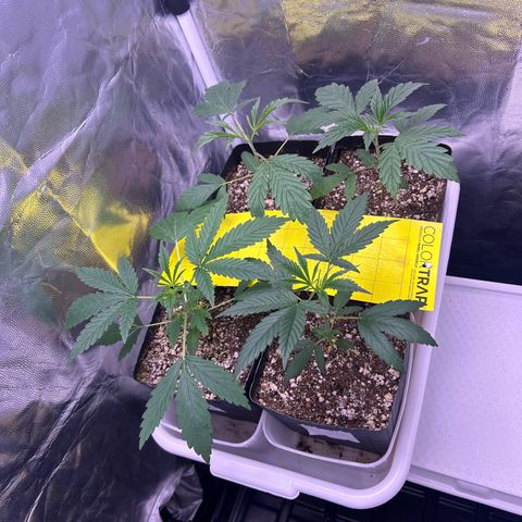 24K 02 #2 growlog photo: Antes da rega 