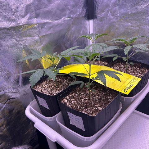 24K 02 #2 growlog photo: Antes da rega 