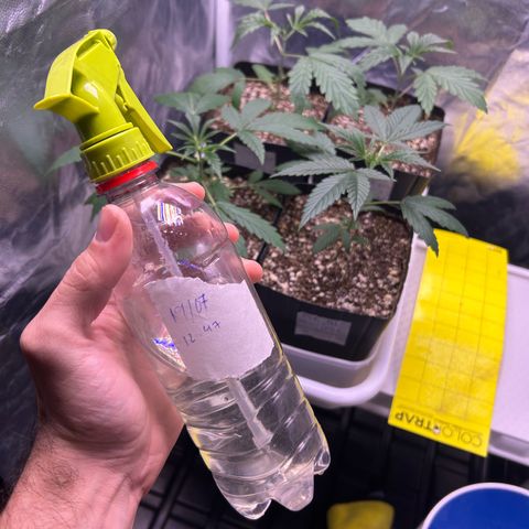 24K 02 #2 growlog photo: Rega de 800ml 600PPM
2h antes de dormir 