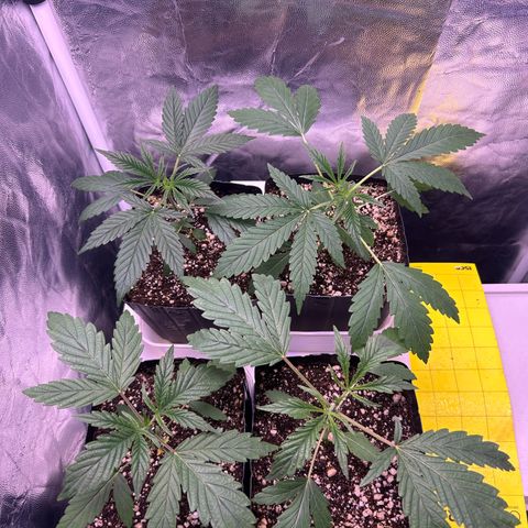 24K 02 #2 growlog photo: Rega de 800ml 600PPM
2h antes de dormir 