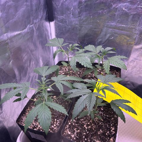 24K 02 #2 growlog photo: Rega de 800ml 600PPM
2h antes de dormir 
