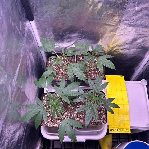 24K 02 #2 growlog photo: Rega de 800ml 600PPM
2h antes de dormir 
