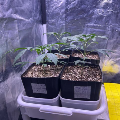 24K 02 #2 growlog photo: Rega de 800ml 600PPM
2h antes de dormir 