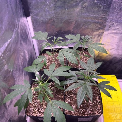 24K 02 #2 growlog photo: Rega de 800ml 600PPM
2h antes de dormir 