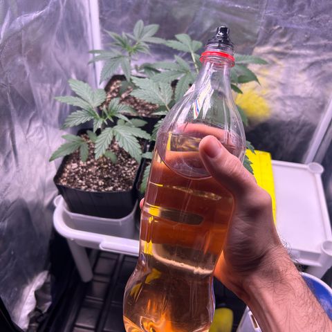 24K 02 #2 growlog photo: Rega de 800ml 600PPM
2h antes de dormir 