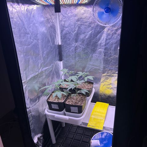 24K 02 #2 growlog photo: Rega de 800ml 600PPM
2h antes de dormir 