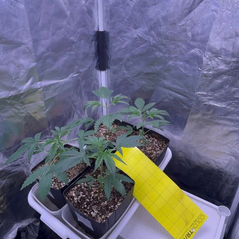 24K 02 #2 growlog photo: Pós rega 