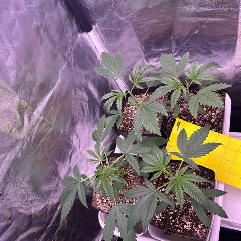 24K 02 #2 growlog photo: Pós rega 