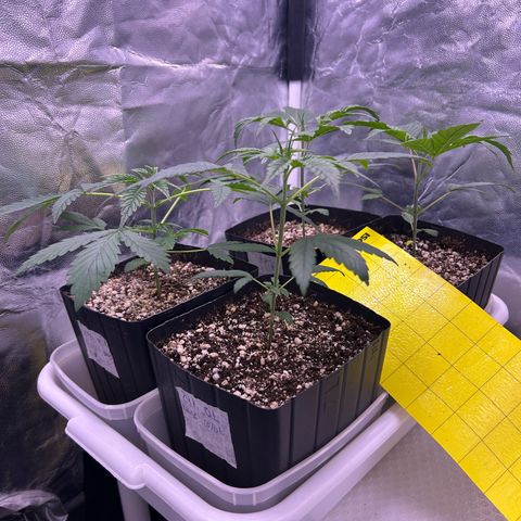 24K 02 #2 growlog photo: Pós rega 