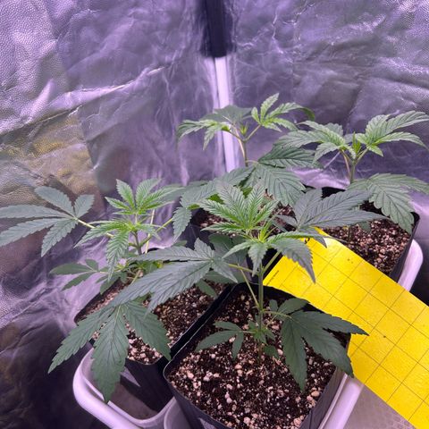 24K 02 #2 growlog photo: 24 dias de vida
