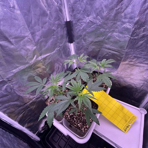 24K 02 #2 growlog photo: 24 dias de vida
