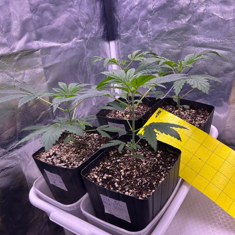 24K 02 #2 growlog photo: 24 dias de vida

