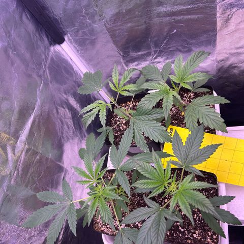 24K 02 #2 growlog photo: 24 dias de vida
