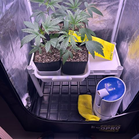 24K 02 #2 growlog photo: Antes da rega. 1:40h
Muito saudáveis 