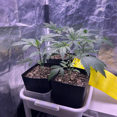 24K 02 #2 growlog photo: Antes da rega. 1:40h
Muito saudáveis 