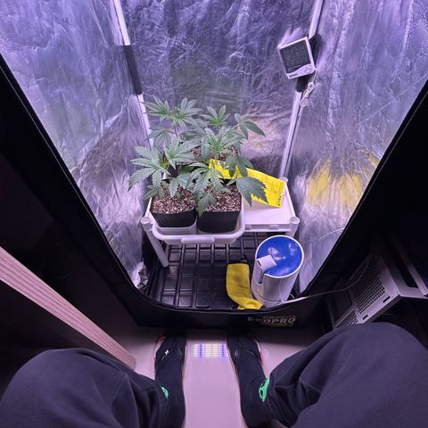 24K 02 #2 growlog photo: Antes da rega. 1:40h
Muito saudáveis 