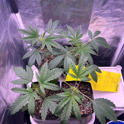 24K 02 #2 growlog photo: Antes da rega. 1:40h
Muito saudáveis 