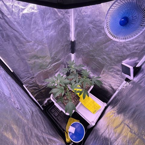 24K 02 #2 growlog timeline photo