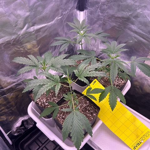 24K 02 #2 growlog timeline photo