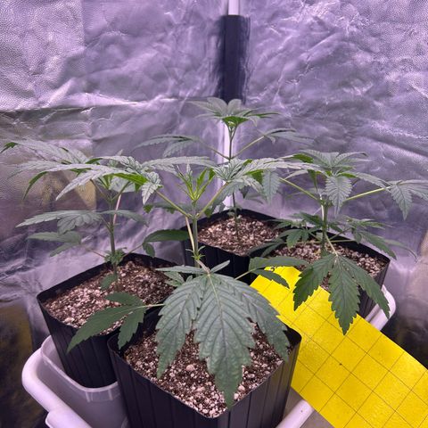 24K 02 #2 growlog timeline photo